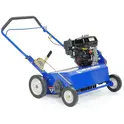 Bluebird Thatcher